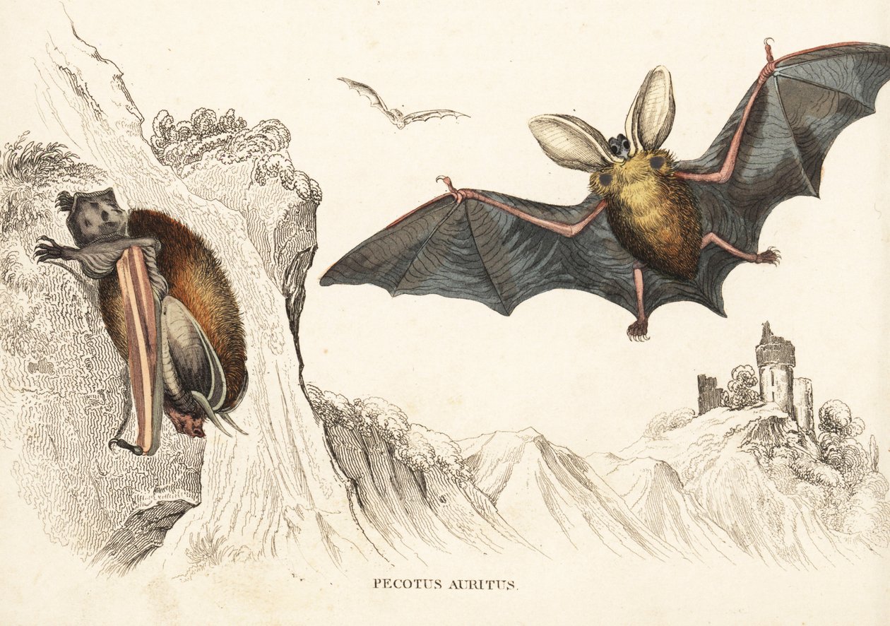 Bruine langoorvleermuis of gewone langoorvleermuis. Handgekleurde staalgravure uit Georg Friedrich Treitschke