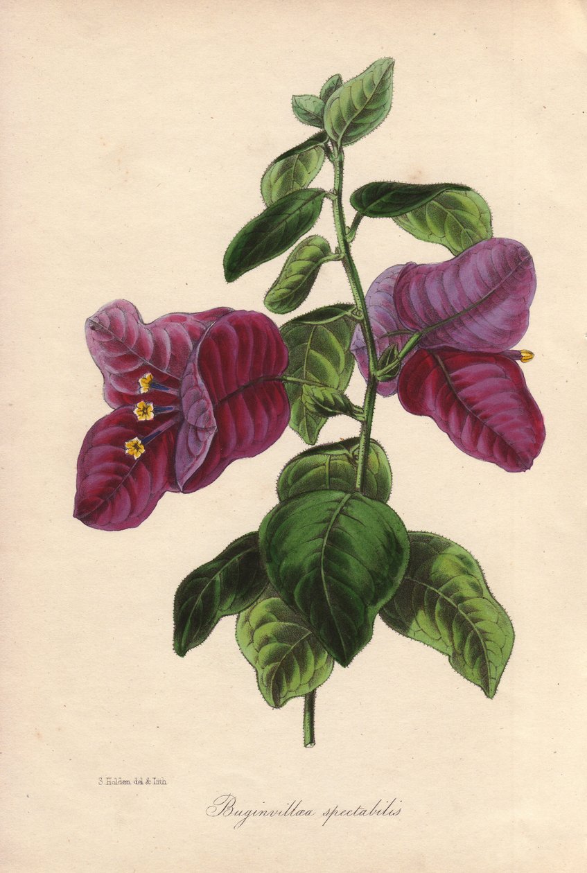 Buginvillaea spectabilis (La bougainvillee of bougainvillee). Handgekleurde lithografie getekend door Samuel Holden voor Sir Joseph Paxton in "Magazine of Botany," Londen, W.S. Orr door Unbekannter Künstler