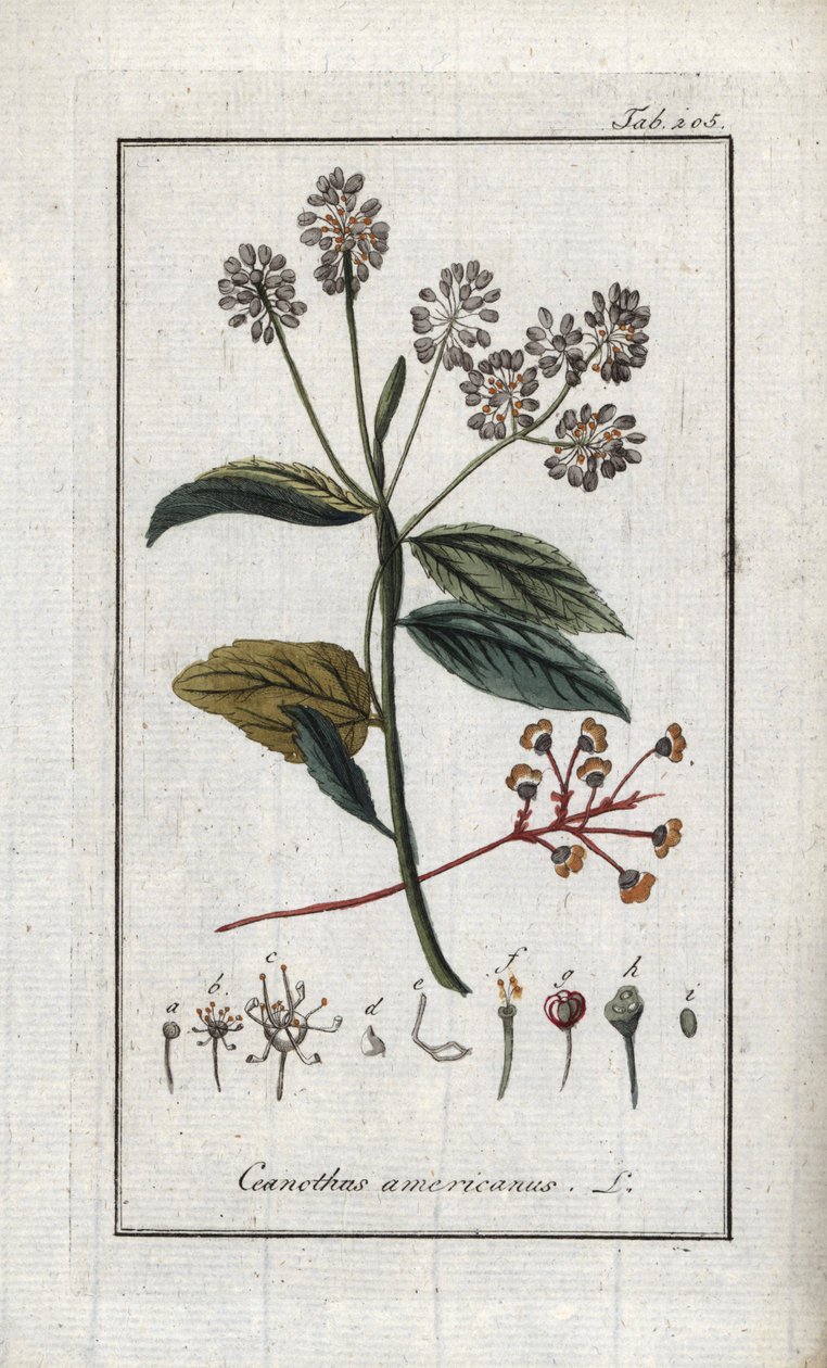 Californische sering (Ceanothus americanus). Lithografie uit “Afbeelding der Artseny-Gewassen” door Johannes Zorn (1739-1799), Nederland door Unbekannter Künstler
