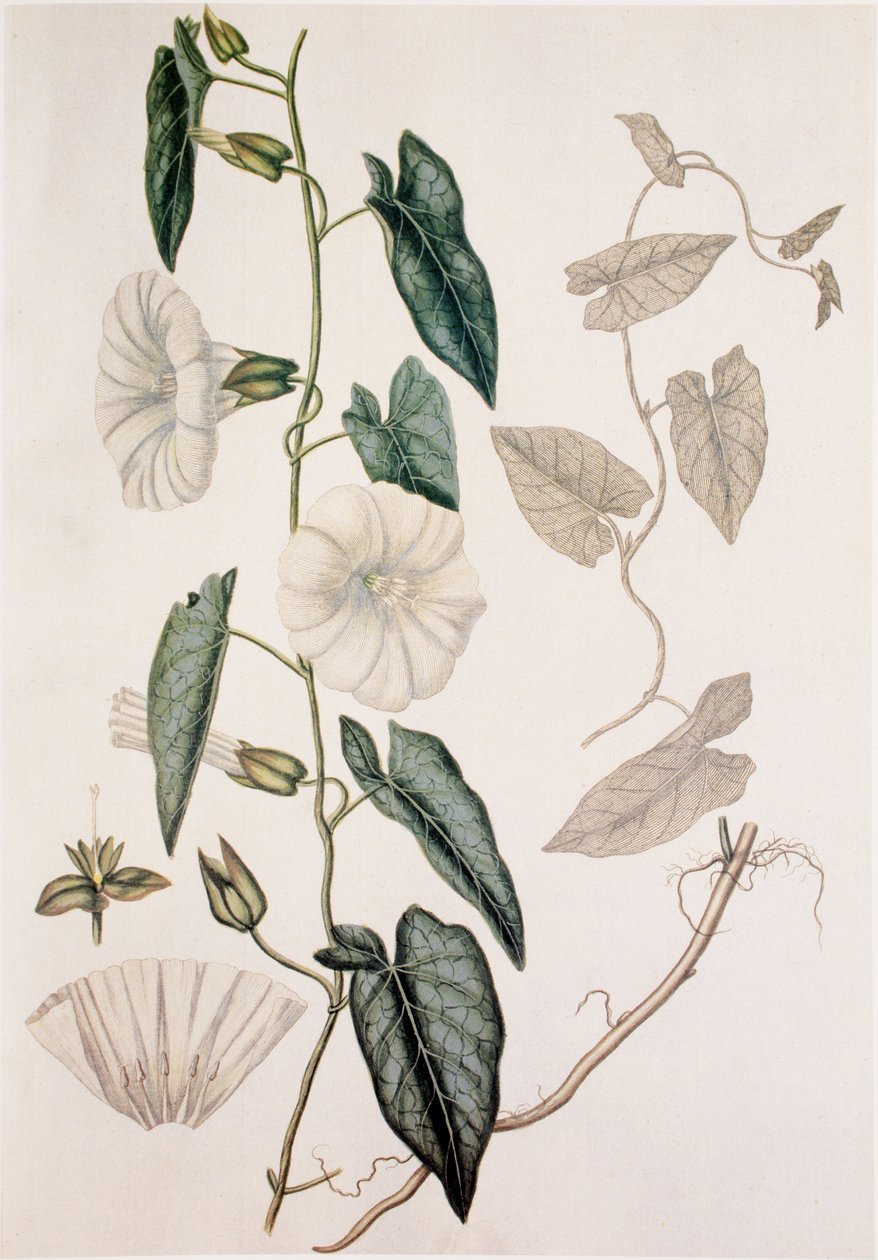 Calystegia sepium/Convolvulus sepium/Heggenwinde door Unbekannt