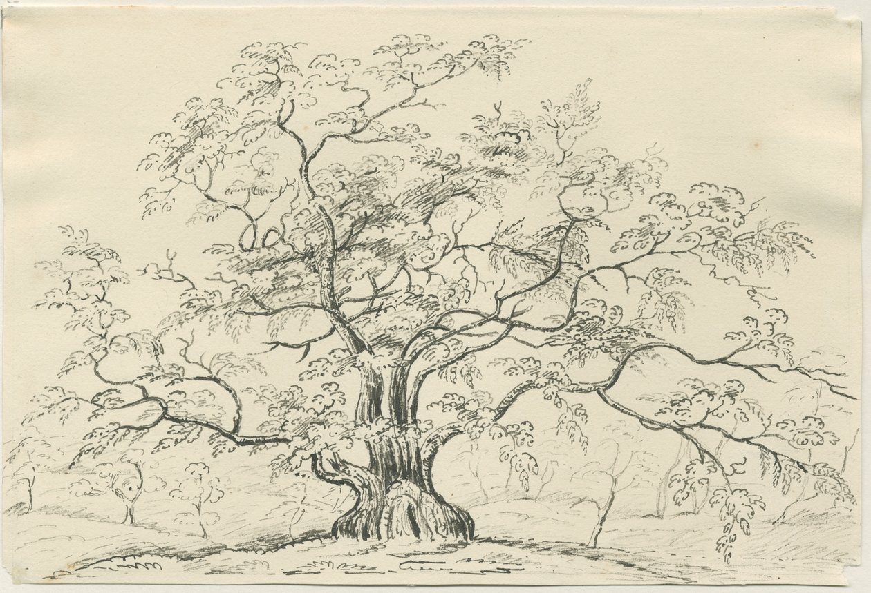 Cannock Chase: pen- en potloodtekening, nd [?19e eeuw] door Unbekannt
