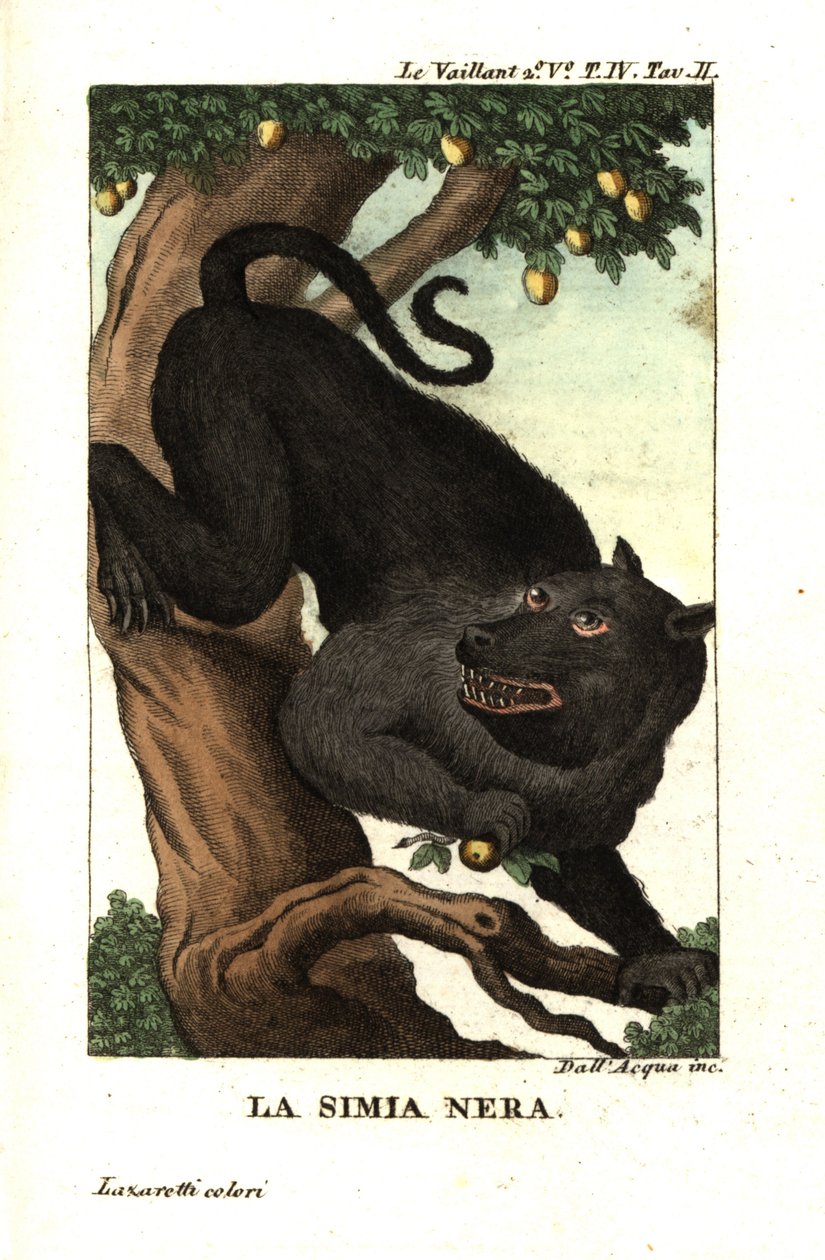 Kaapse baviaan of chacma baviaan, Papio ursinus. Uit Francois Le Vaillant (Levaillant door Unbekannter Künstler
