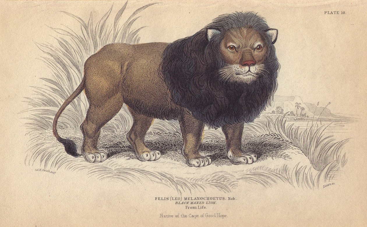 Kaapse leeuw. Lithografie van William Lizars, naar een tekening van Charles Hamilton Smith, voor 