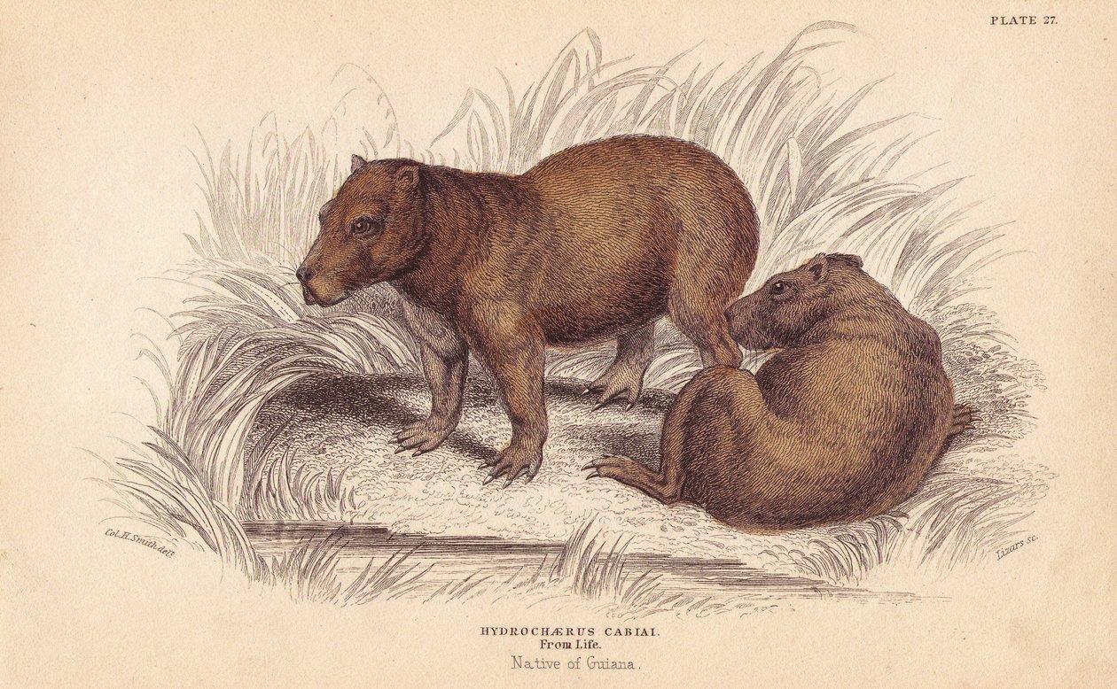 Capibara. Handgekleurde staalgravure door Lizars naar een illustratie van Charles Hamilton Smith uit William Jardine