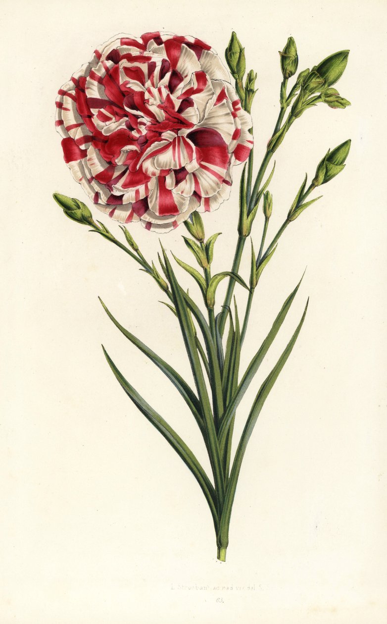 Anjer hybride, Louis Napoleon, Dianthus caryophyllus. Handgekleurde lithografie uit Louis van Houtte en Charles Lemaire