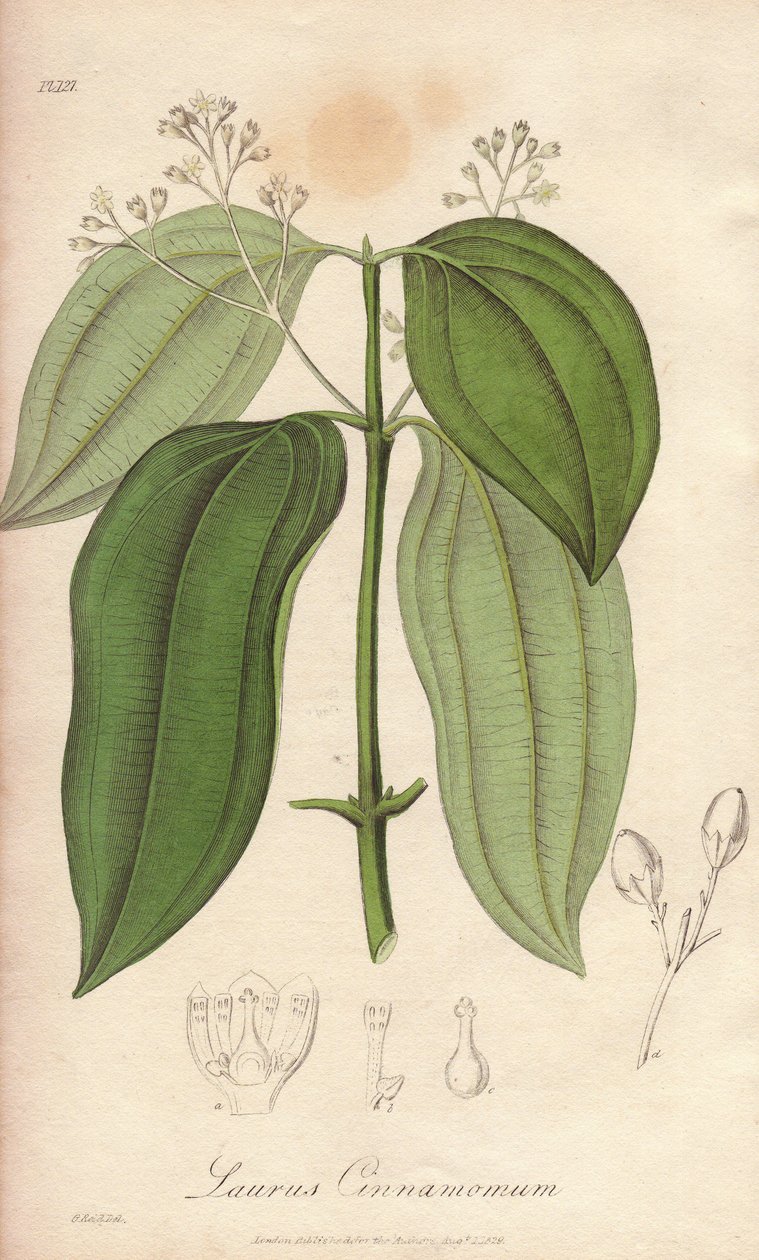 Ceylon Fluitmachine (Cinnamomum verum) - Sterk water door William Clarke ter illustratie van 