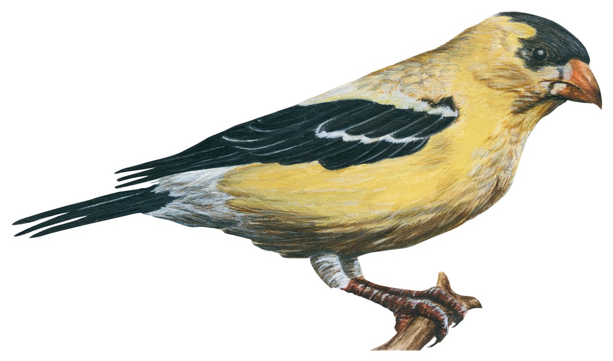 Chardonneret jaune, wilde kanarie - Putter (Carduelis tristis) door Unbekannter Künstler