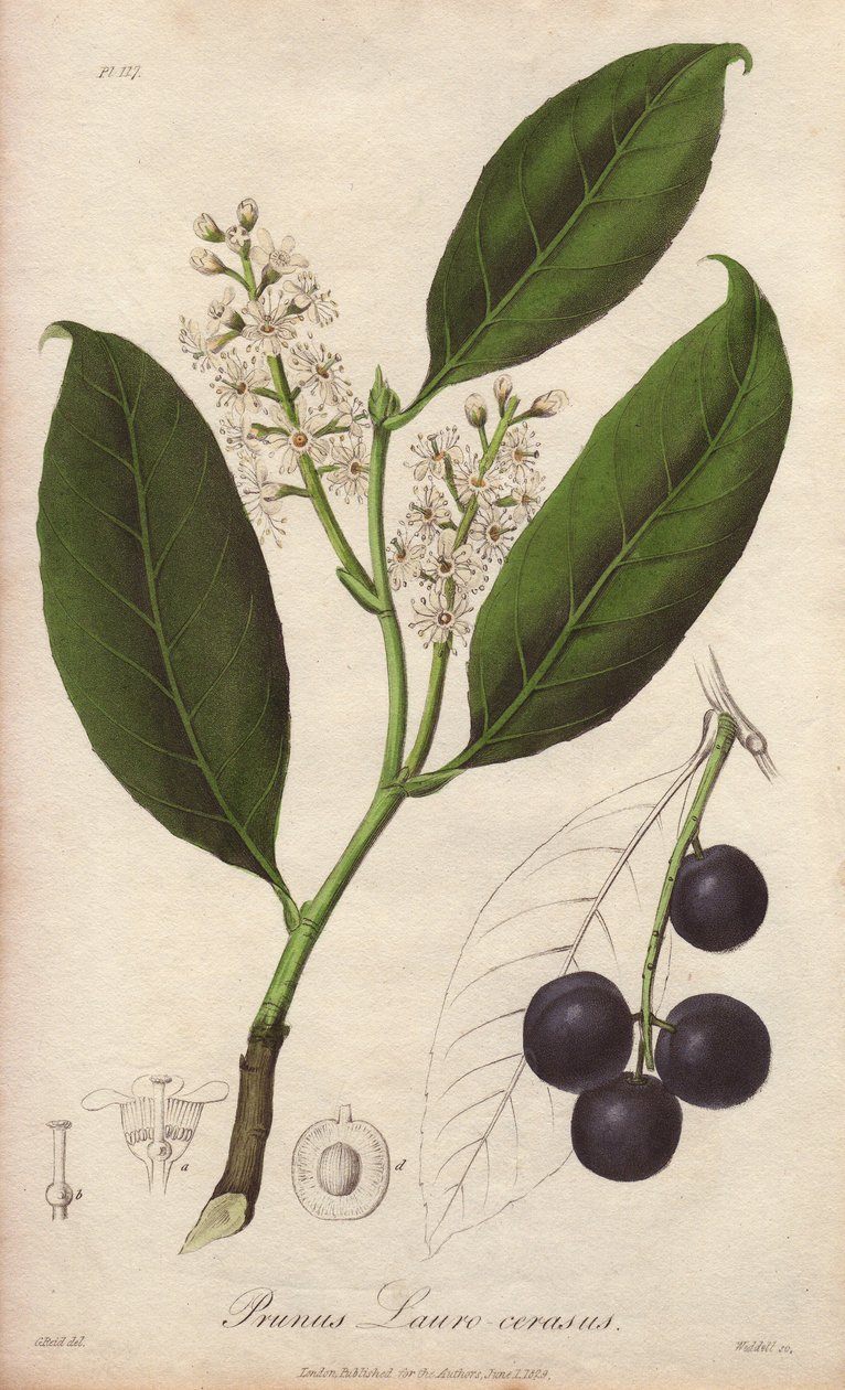 Laurierkers of laurieramandel of laurierpame of trebizonde laurier (Prunus Lauro-cerasus) - Drain door William Clarke ter illustratie van 