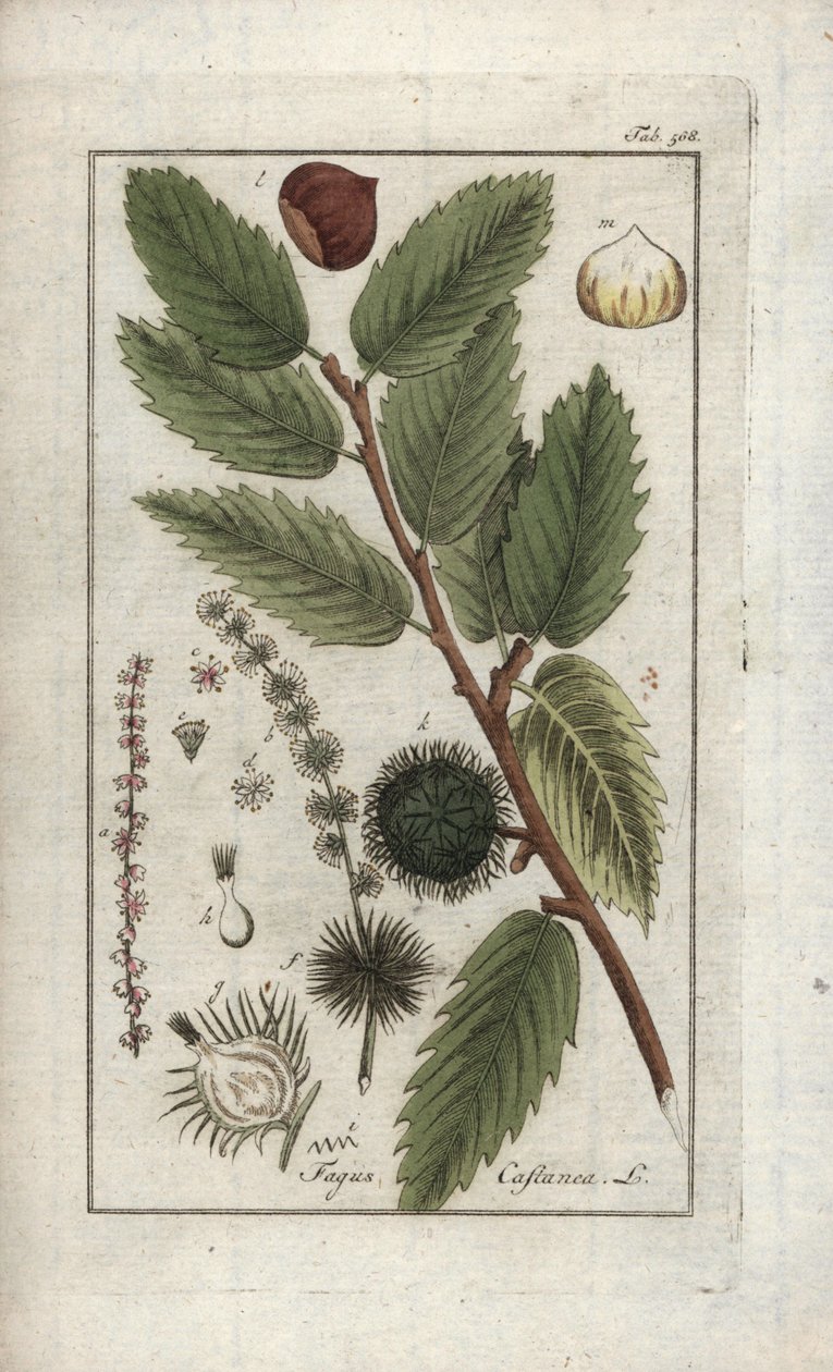Kastanje (Castanea sativa). Lithografie uit “Afbeelding der Artseny-Gewassen” door Johannes Zorn (1739-1799), Nederland door Unbekannter Künstler