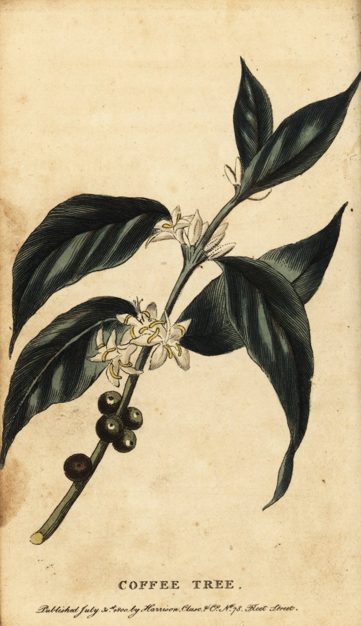 Koffieboom, Coffea arabica, 1800 (gravure) door Unbekannter Künstler