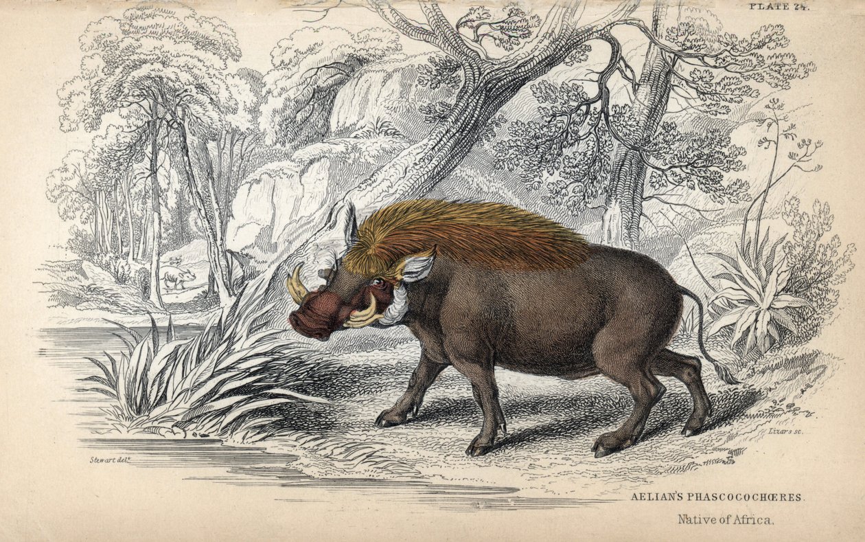 Gewone Afrikaanse wrattenzwijn. Kopergravure door William Lizars, gebaseerd op een tekening van James Stewart, gepubliceerd in de Naturalist Library: zoogdieren, pachydermen en viervoeters met fijne huid, bewerkt door W. H. Lizars door Unbekannter Künstler