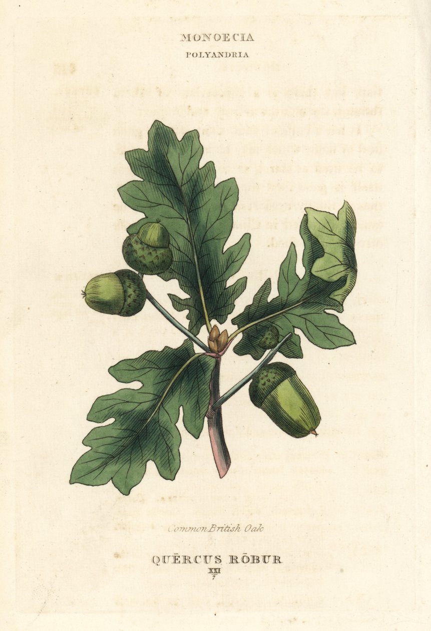 Gewone Britse eik, Quercus robur. Handgekleurde koperplaat gravure naar een illustratie van Richard Duppa uit zijn The Clours and Orders of the Linnaean System of Botany, Longman, Hurst, Londen door Unbekannter Künstler