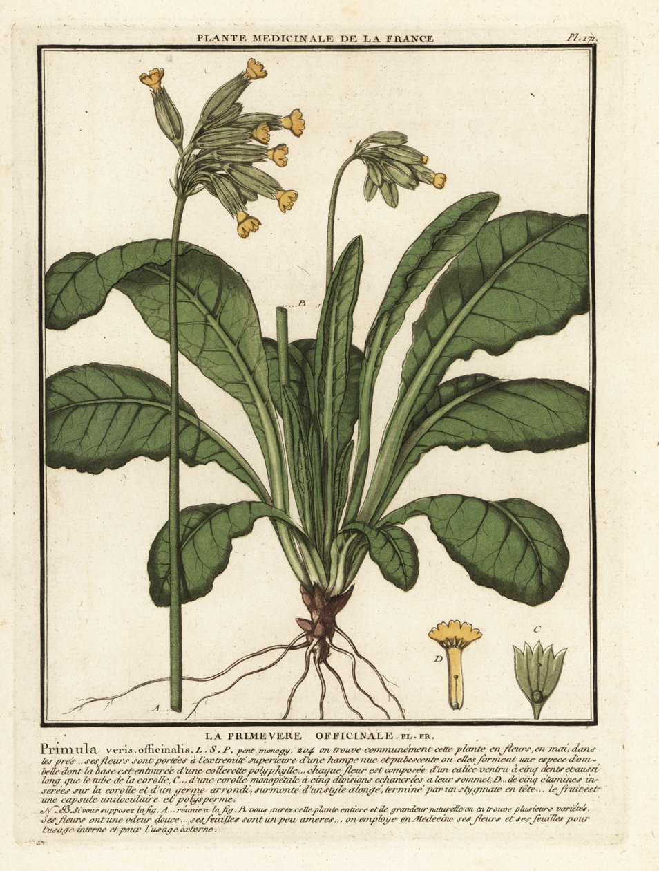 Gulden sleutelbloem, Primula veris door Unbekannter Künstler