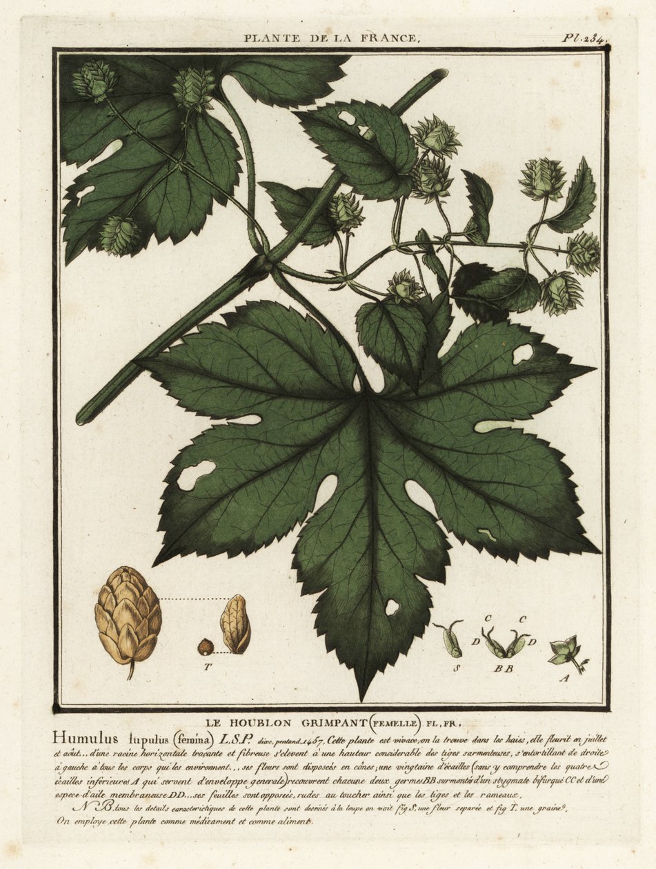 Hop, Humulus lupulus door Unbekannter Künstler