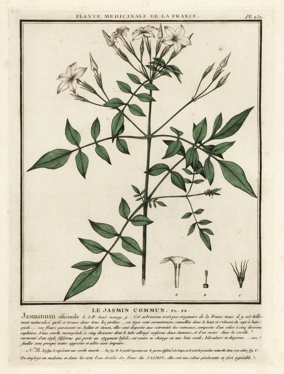 Gewone jasmijn, Jasminum officinale door Unbekannter Künstler