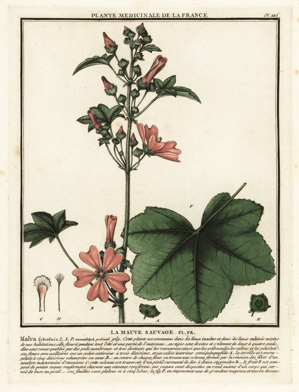 Kaasjeskruid, Malva sylvestris door Unbekannter Künstler