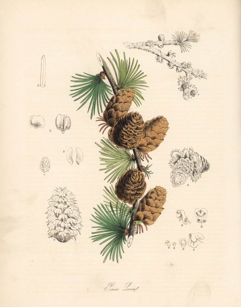 Gewone of Europese lariks - Witte lariksboom, Larix decidua (Larix europaea), blad, tak en dennenappel. Handgekleurde zinkografie door C. Chabot getekend door Miss M. A. Burnett uit haar Plantae Utiliores: or Illustrations of Useful Plants, Whittaker, Lond door Unbekannter Künstler