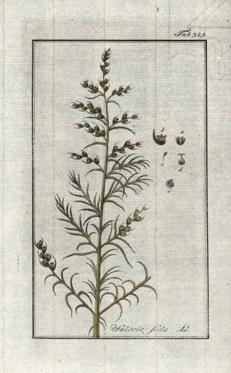 Gewone soda (Salsola soda). Lithografie uit 