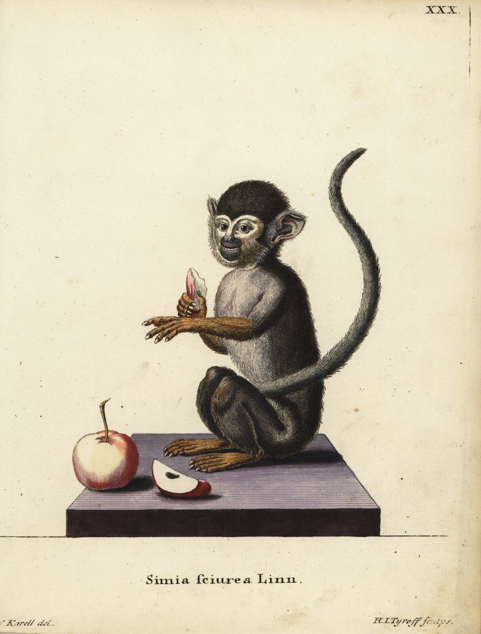Gewone doodshoofdaap, Saimiri sciureus. Simia sciurea Linn. Handgekleurde kopergravure door Hermann Jakob Tyroff naar een illustratie van Joseph Karell uit Johann Christian Daniel Schreber