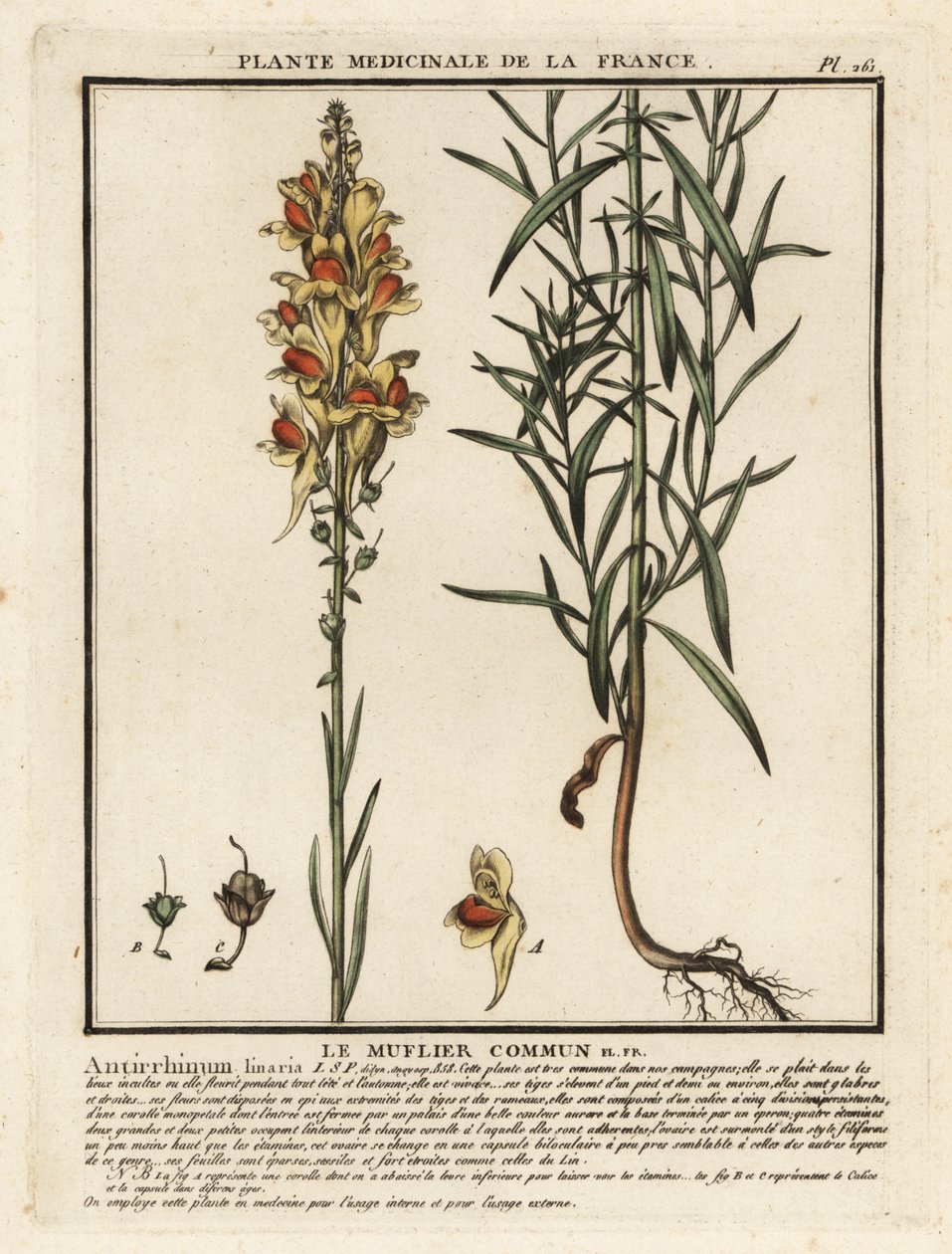 Vlasbekje, Linaria vulgaris door Unbekannter Künstler