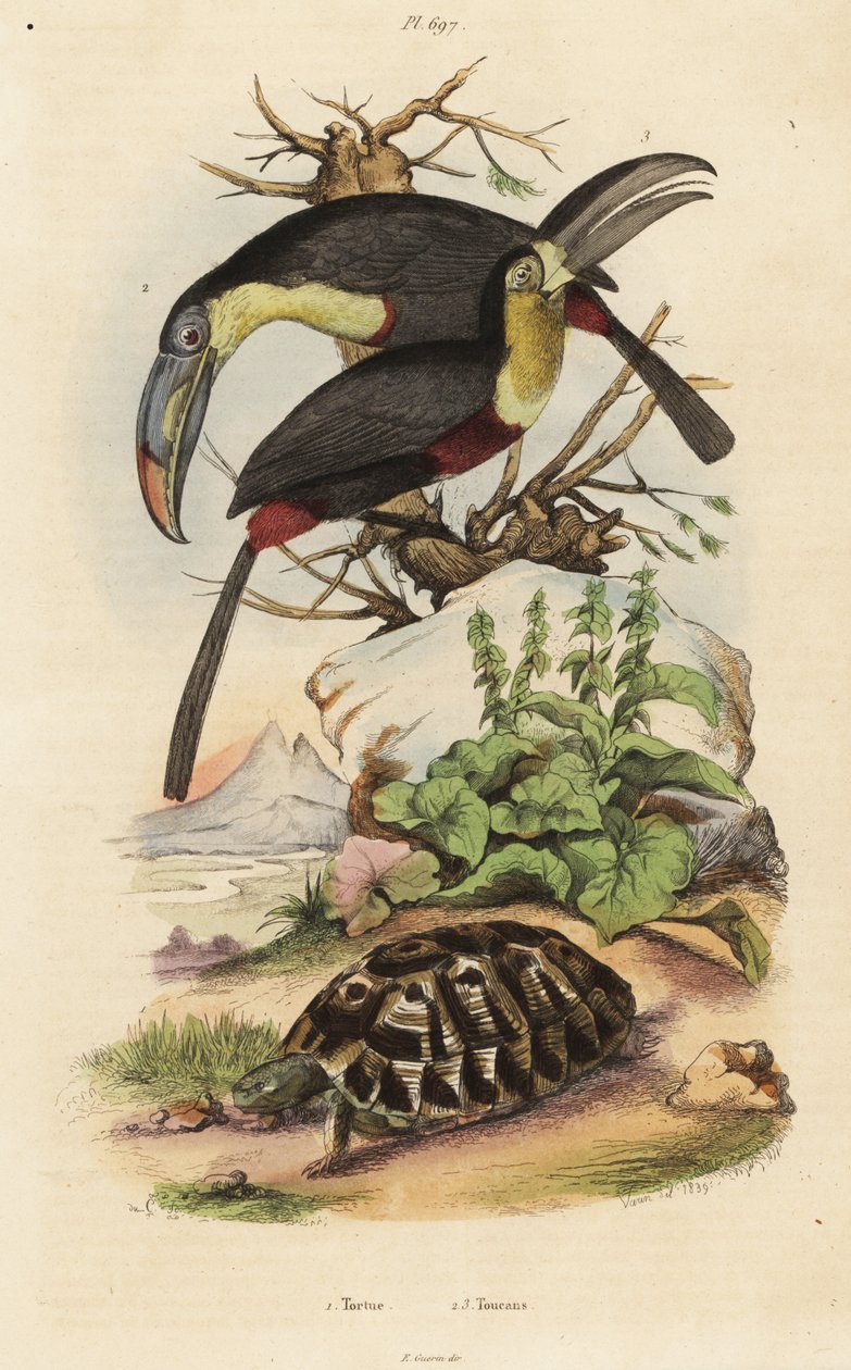 Griekse landschildpad, Testudo graeca, zwavelborsttoekan, Ramphastos sulfuratus, en witkeeltoekan, Ramphastos tucanus door Unbekannt