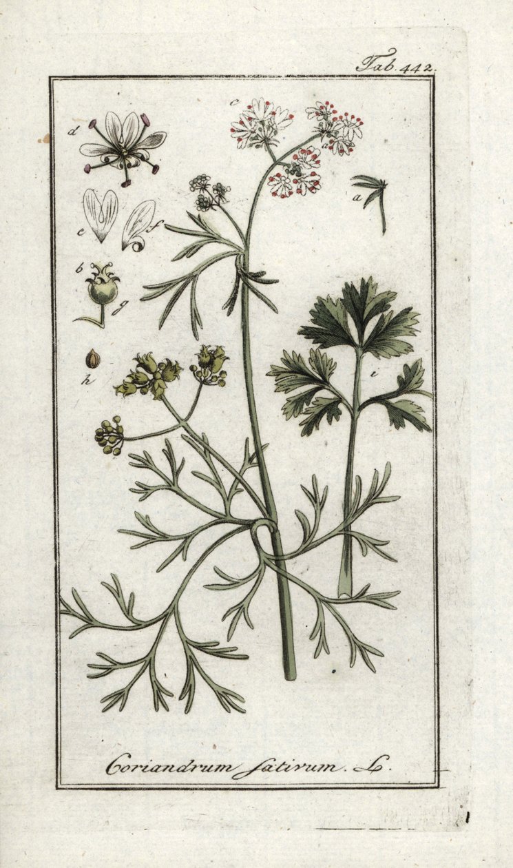 Koriander (Coriandrum sativum). Lithografie uit 