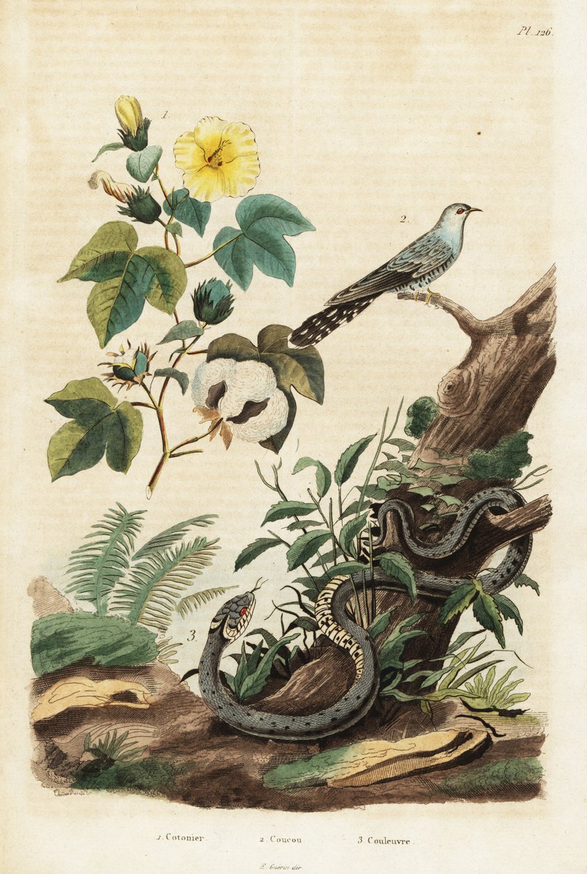 Katoen, koekoek en ringslang, 1834-1839 (gravure) door Unbekannter Künstler