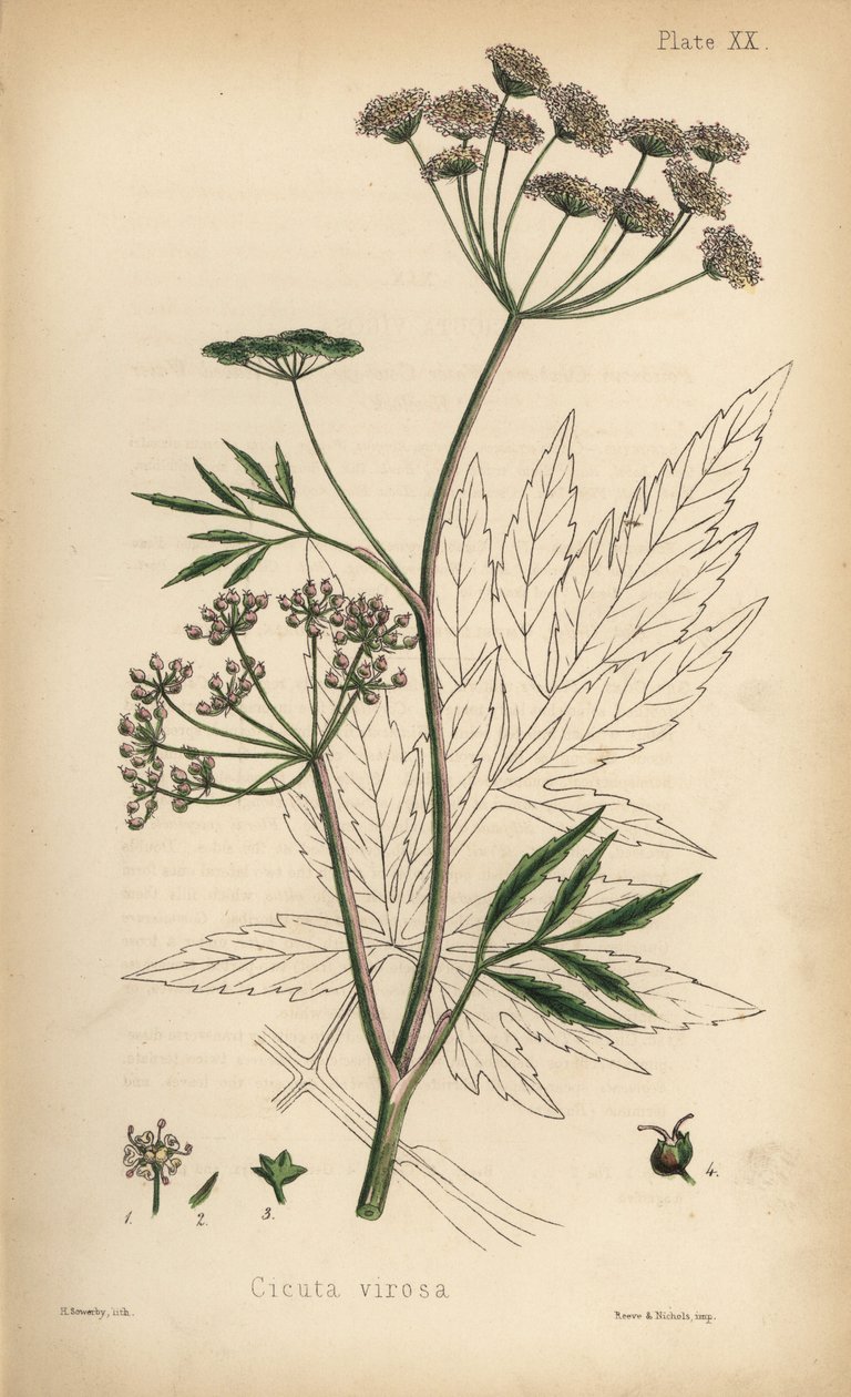 Waterscheerling of waterscheerling, Cicuta virosa. Handgekleurde lithografie door Henry Sowerby uit Edward Hamilton