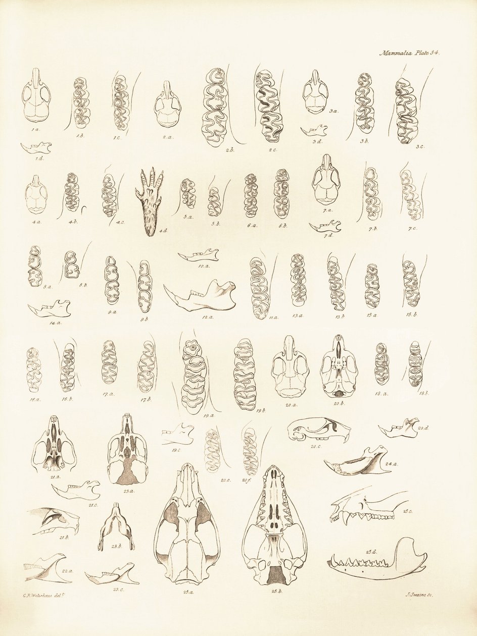 Kranen en tanden van verschillende soorten knaagdieren beschreven door Charles Darwin tijdens zijn ontdekkingsreis aan boord van de Beagle. Plaat uit The Zoology of the voyage of H.M.S. Beagle onder het bevel van kapitein Fitzroy tijdens de jaren 1832 tot  door Unbekannter Künstler