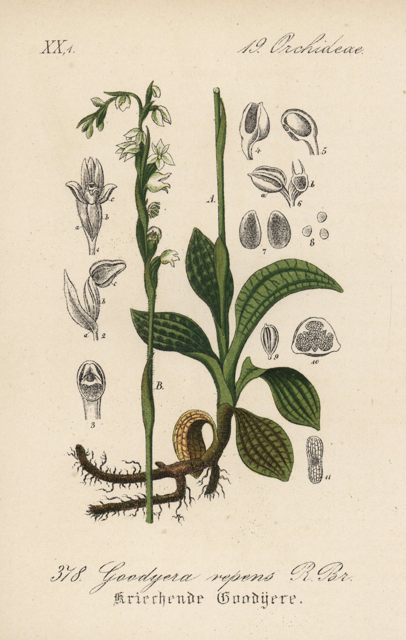 Kruipende Goodyere - Kruipende vrouwentranen, Goodyera repens. Handgekleurde lithografie uit Diederich von Schlechtendal