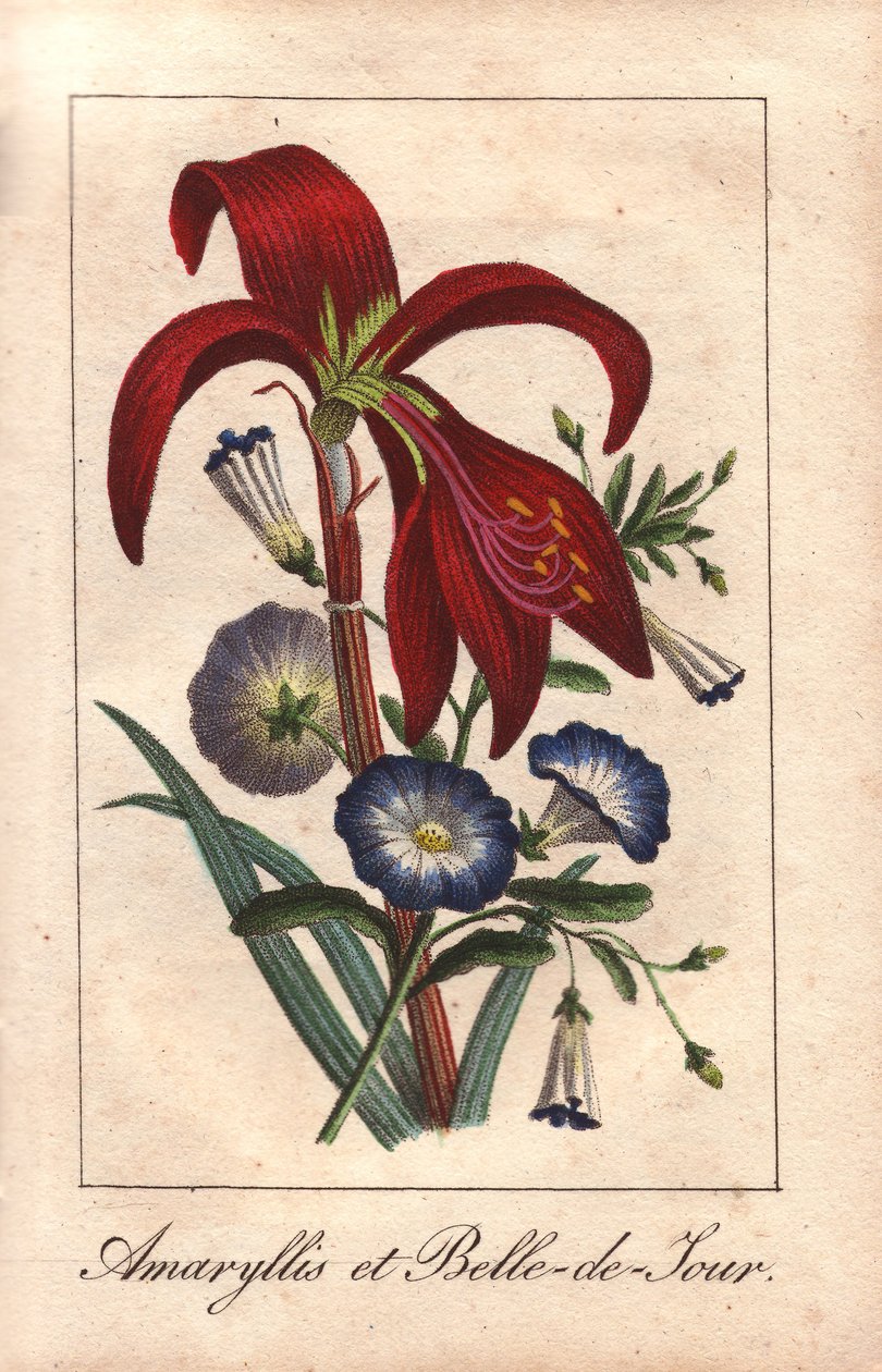 Karmozijnrode amaryllis en dwerg ochtendglorie, Hippeastrum en Convolvulus tricolor door Unbekannter Künstler