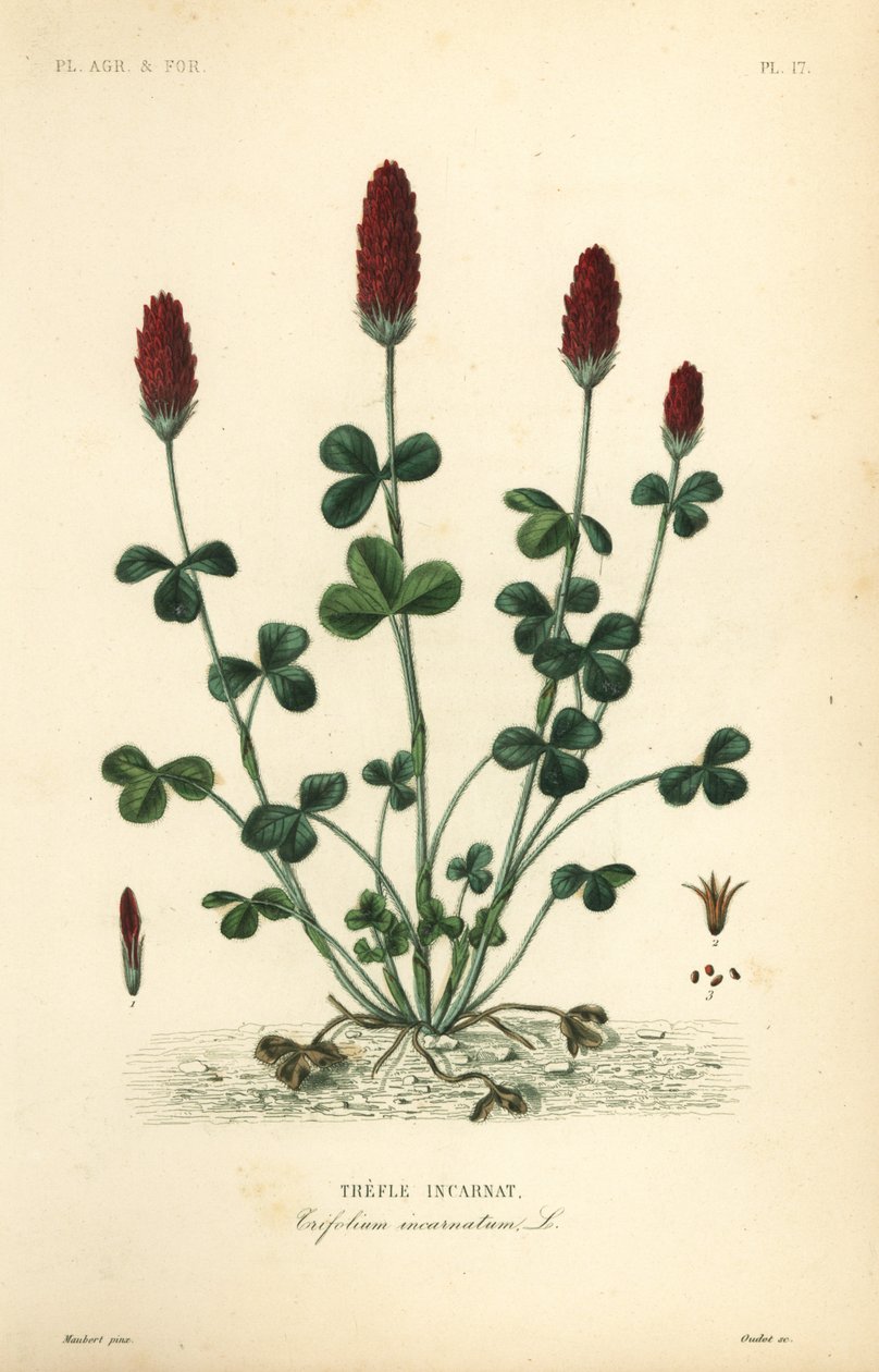 Inkarnaatklaver of Italiaanse klaver, Trifolium incarnatum door Unbekannt