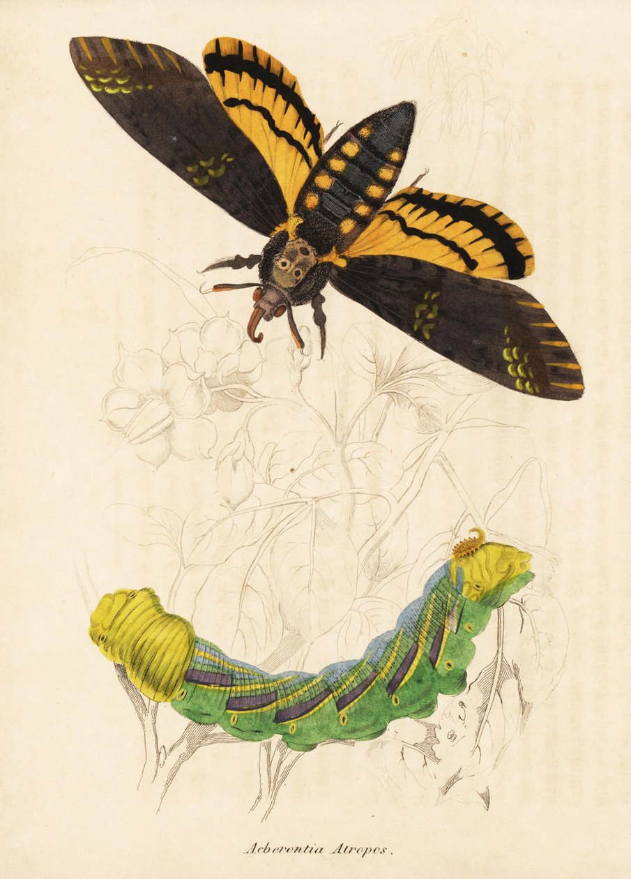 Doodshoofdvlinder, Acherontia atropos. Handgekleurde staalgravure uit Georg Friedrich Treitschke