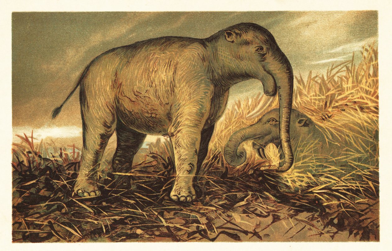 Deinotherium giganteum, grote prehistorische verwant van de moderne olifant, 1908 door Unbekannter Künstler
