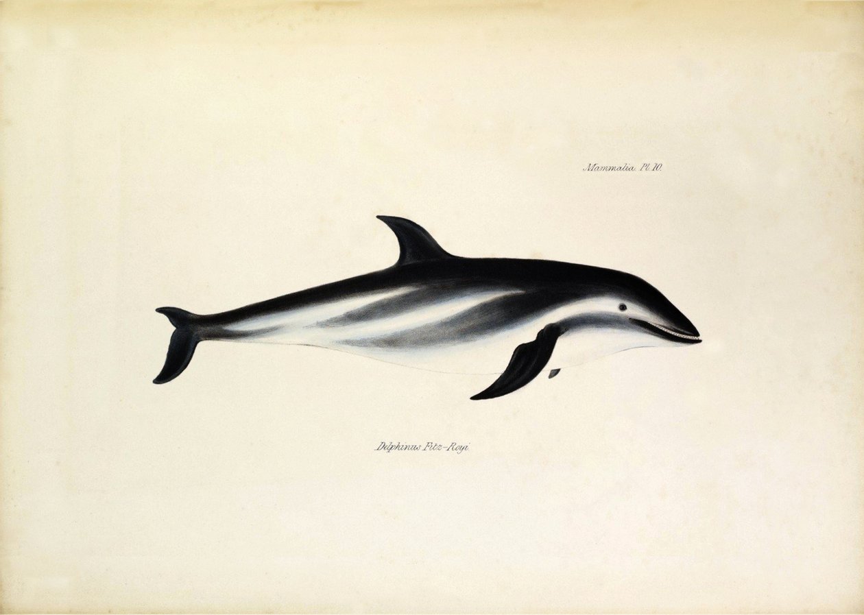 Delphinus Fitz-Royi Zwarte dolfijn of Fitzroy naar de naam van kapitein Robert Fitzroy van de Beagle. Plaat uit 