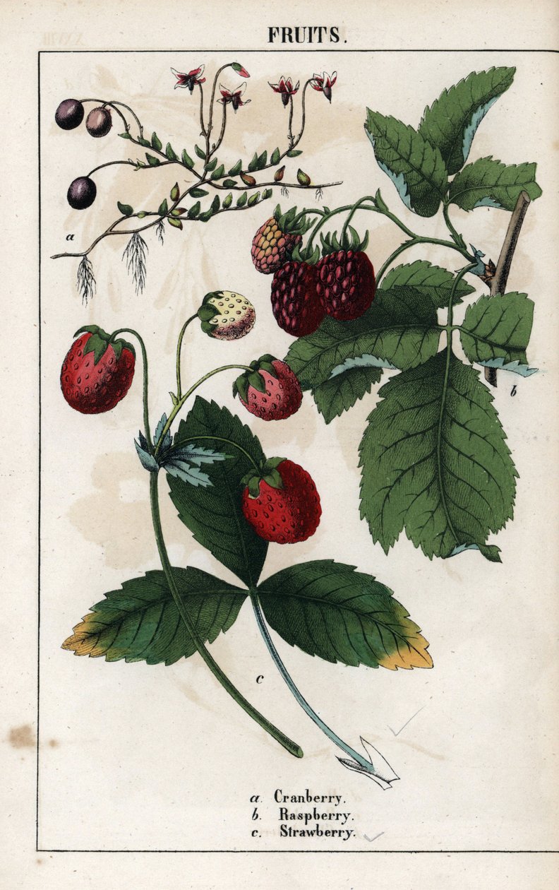 Beschrijving van bessen: vruchten van cranberry, framboos en aardbei. Chromolithografie in Recueil d