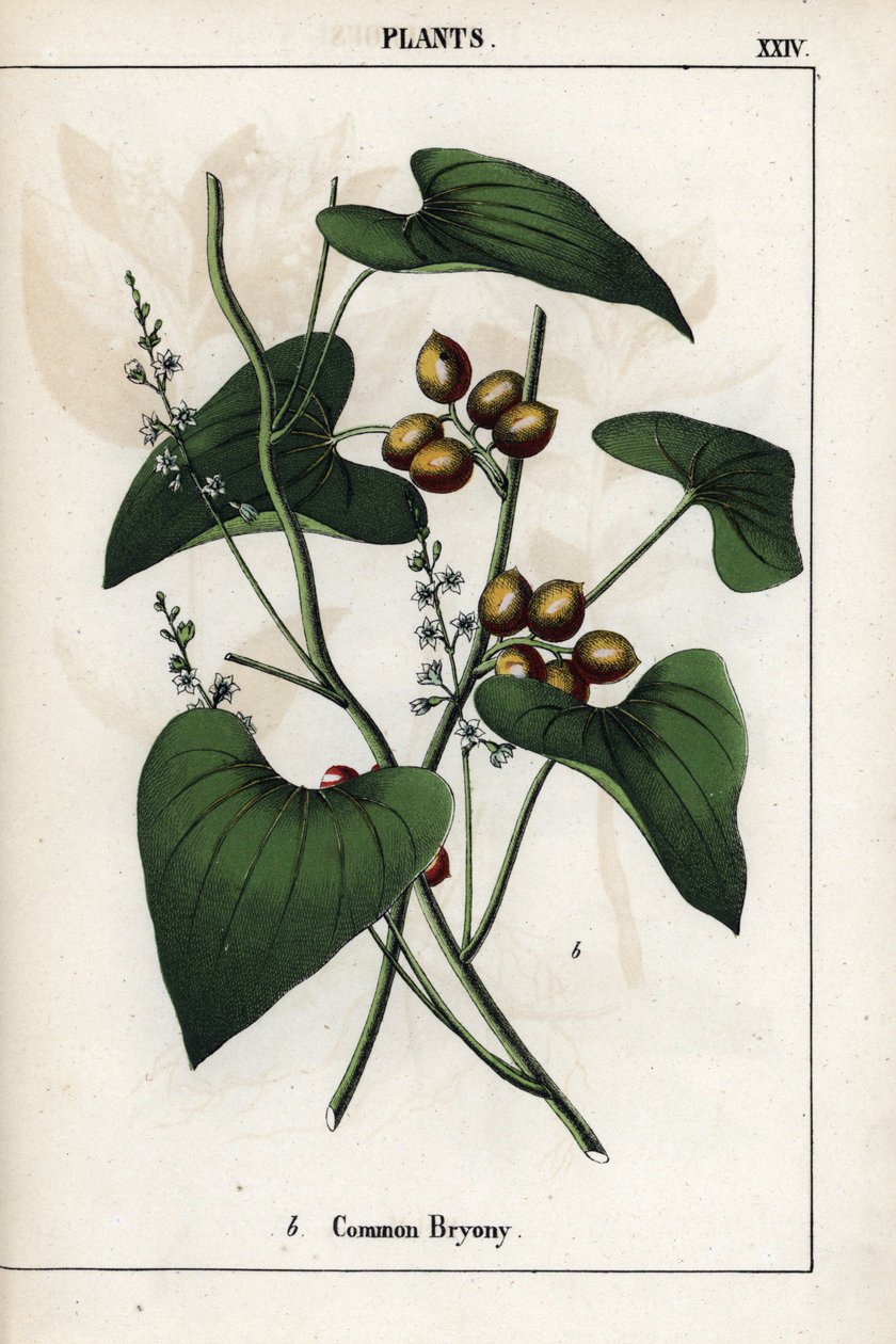 Beschrijving van de gewone bryone (Bryonia alba), met zijn gouden bessen. Chromolithografie in 