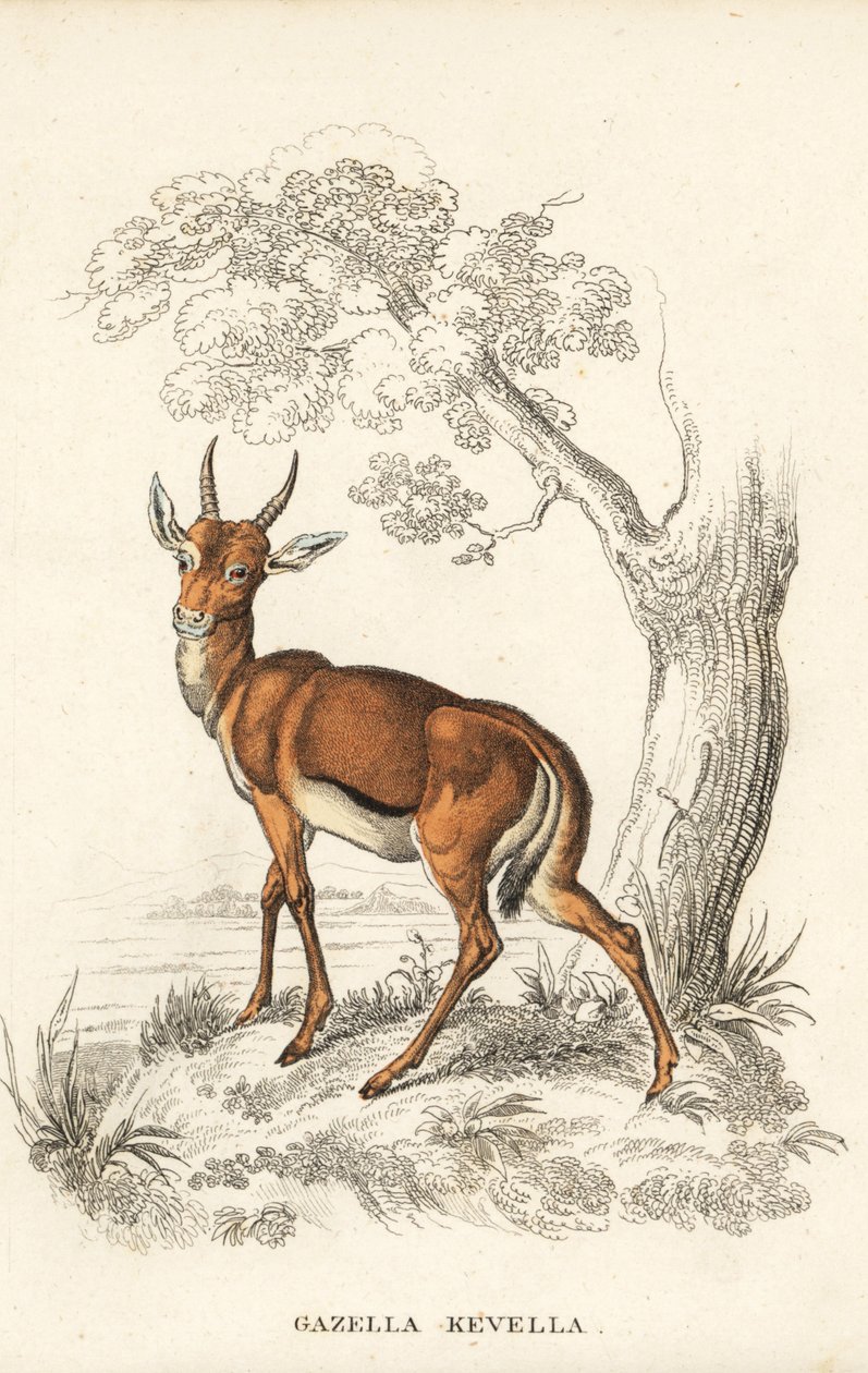 Dorcasgazelle, Gazella dorcas (gewone kevel, Gazella kevella). Kwetsbaar. Naar een illustratie van James Stewart. Handgekleurde lithografie uit Georg Friedrich Treitschke