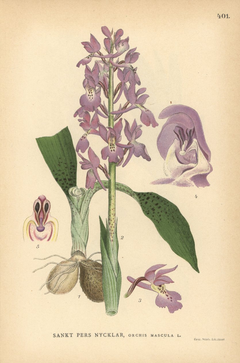 Vroege paarse orchidee, Orchis mascula door Unbekannter Künstler