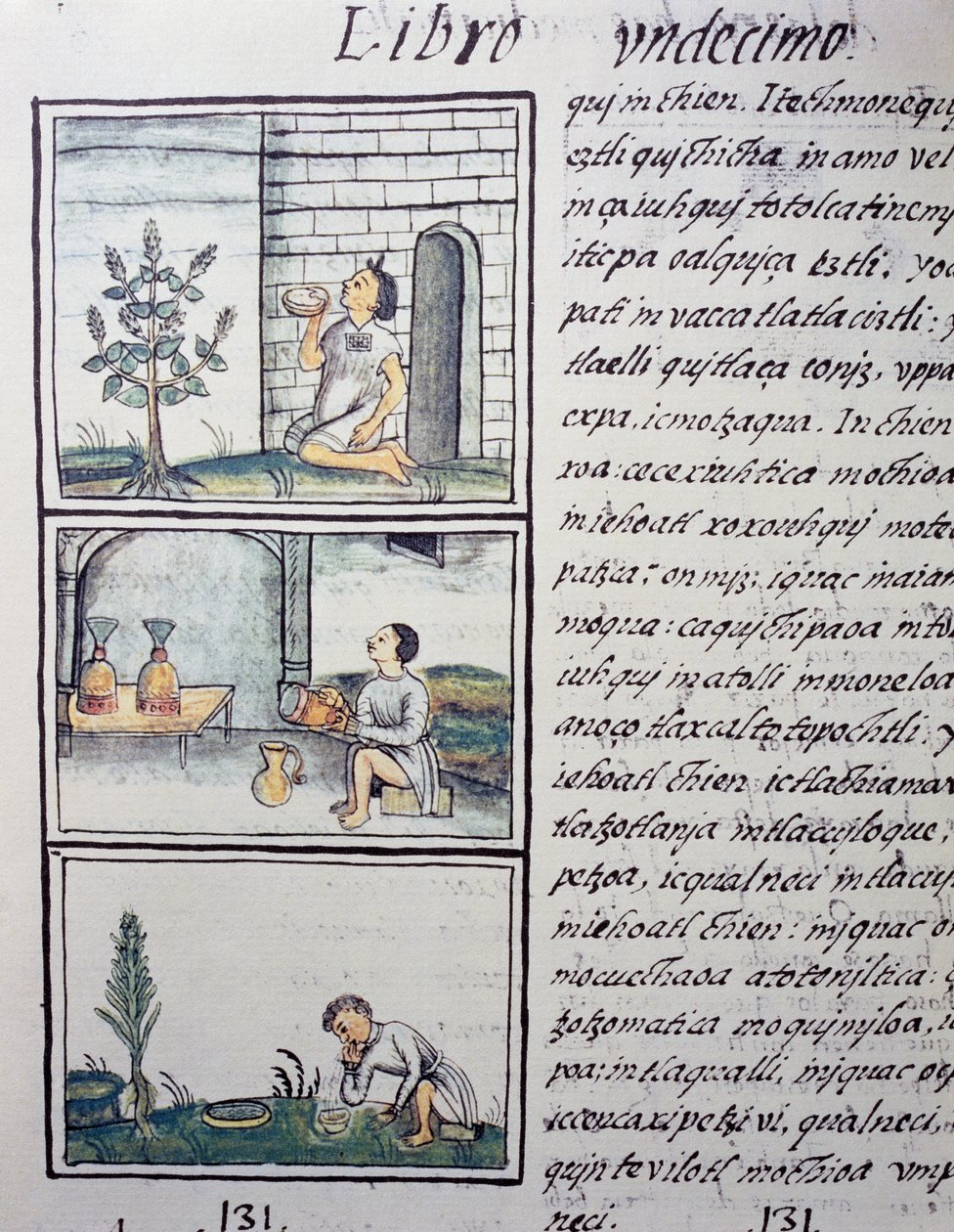 Eetbare planten, pagina uit Boek XI van de Florentijnse Codex, tweetalige versie in Spaans en Nahuatl, Algemene Geschiedenis van de Dingen van Nieuw-Spanje, door de Spaanse missionaris Fray Bernardino de Sahagun (1499-1590). Azteekse beschaving door William M. Timlin