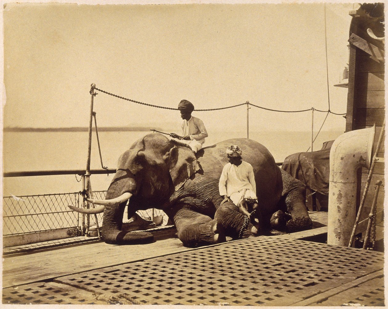 Olifant op het dek van een schip, Penang, Malaya door Unbekannt
