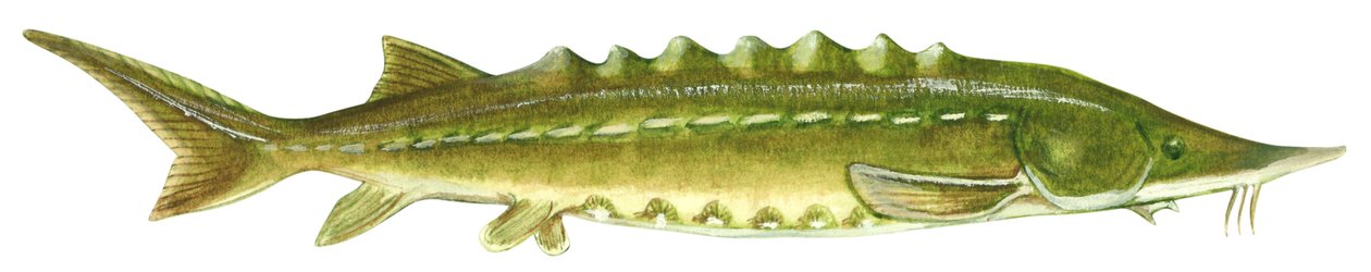 Zwarte steur - Atlantische steur (Acipenser oxyrinchus) door Unbekannter Künstler