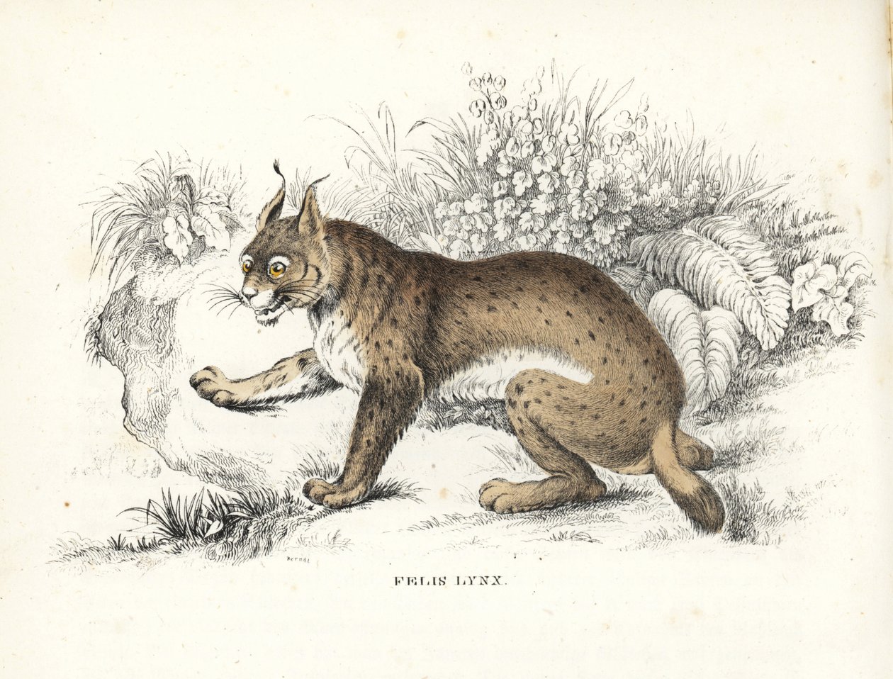 Euraziatische lynx, Lynx lynx (Felis lynx). Handgekleurde lithografie uit Georg Friedrich Treitschke