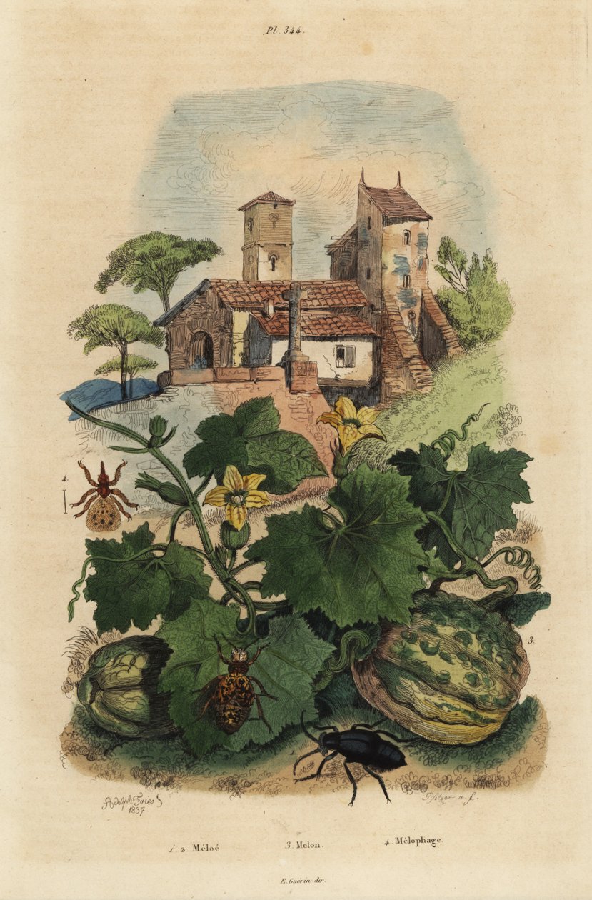 Europese oliekever, Meloe proscarabaeus, Honfleur meloen, Cucumis melo, en schapenteek, Melophagus ovinus door Unbekannt