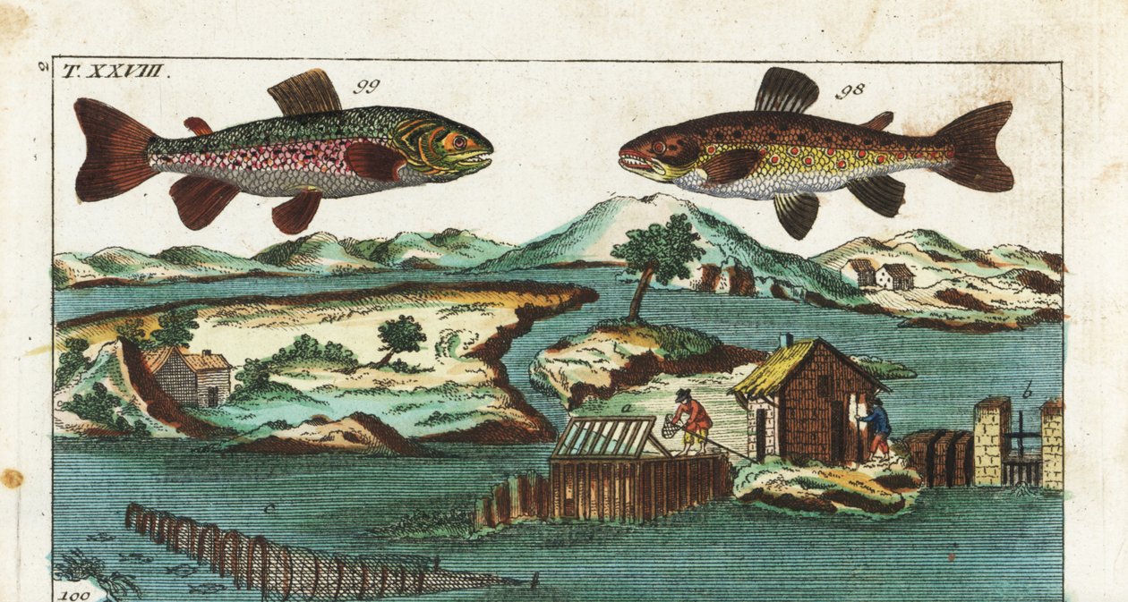 Europese forel - Vistechniek met kunstmatige stroomversnellingen om vis te vangen - Zeeforel, Salmo trutta trutta 98, beekridder, Salvelinus alpinus alpinus 99, en vismethoden met kunstmatige stroomversnellingen in een rivier om zalm te vangen in roosters  door Unbekannter Künstler