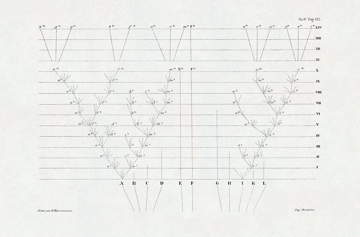 Evolutie: schema van evolutie afgeleid van The origin of the species through natural selection or the struggle for existence in nature door Charles Darwin (1809-1882) door Unbekannter Künstler