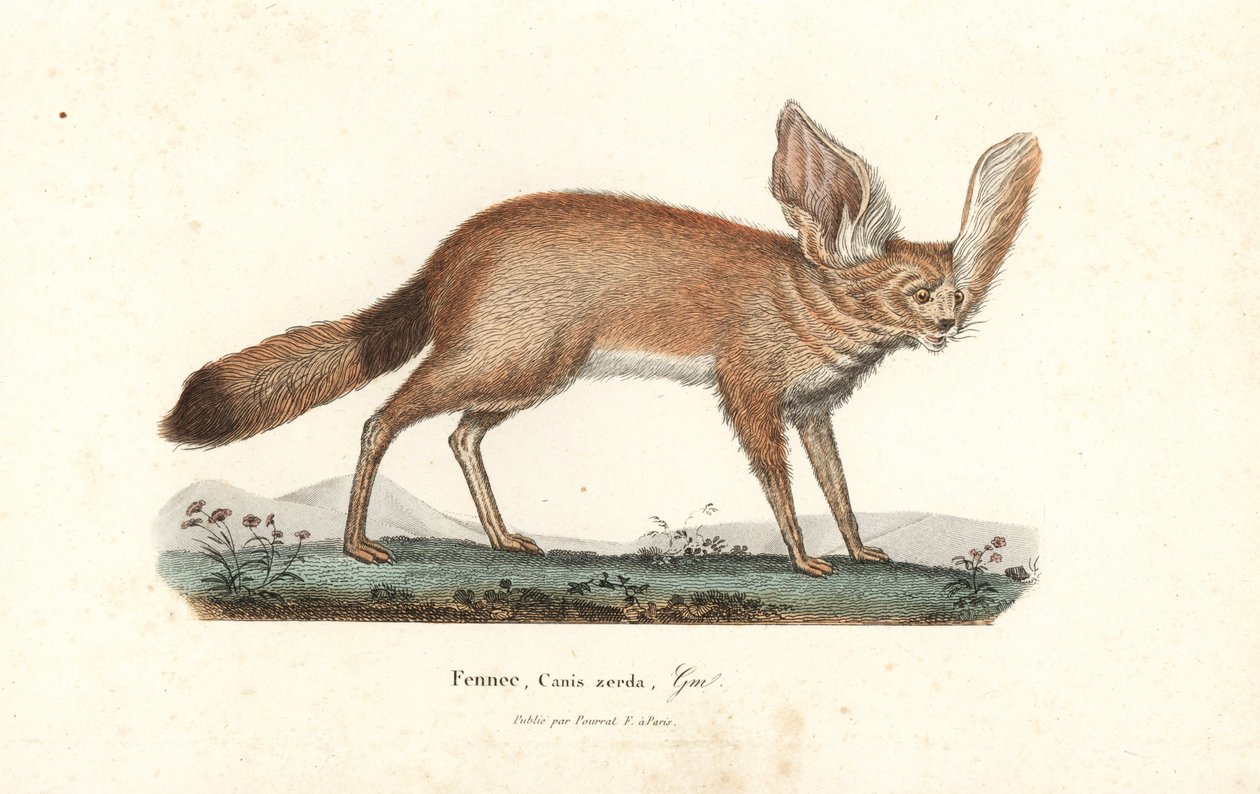 Fennek vos of fennek, Vulpes zerda. Handgekleurde koperplaat gravure uit Rene Primevere Lesson