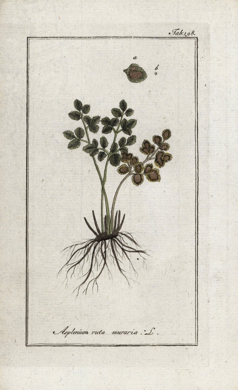 Muurvaren of asplenia (Asplenium ruta muraria). Lithografie uit “Afbeelding der Artseny-Gewassen” door Johannes Zorn (1739-1799), Nederland door Unbekannter Künstler