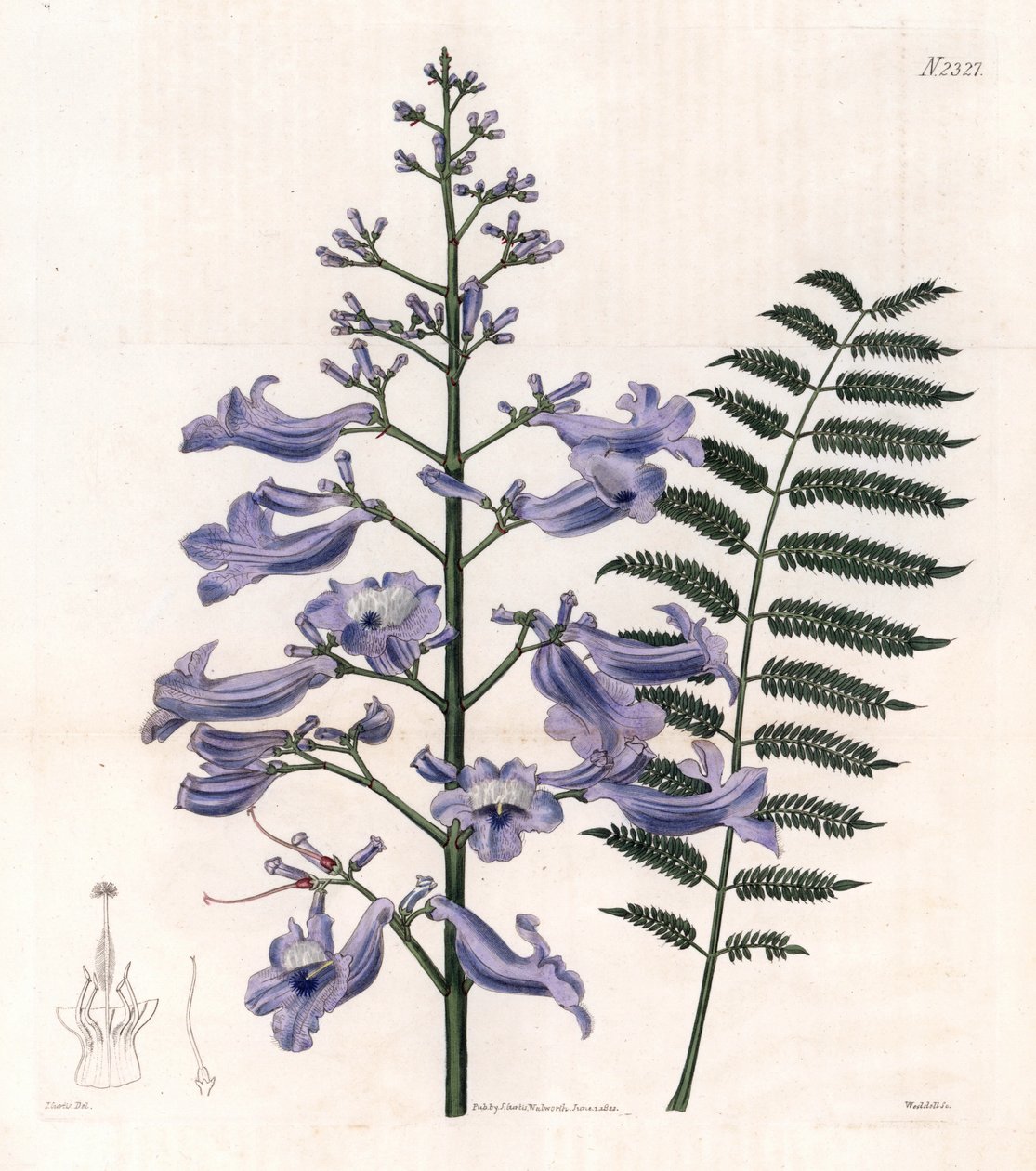 Flamboyante blauwe of oesterboom - Trinidad varenboom, Jacaranda mimosifolia (Ovaalbladige jacaranda, Jacaranda ovalifolia). Handgekleurde kopergravure door Weddell naar een illustratie door John Curtis uit Samuel Curtis