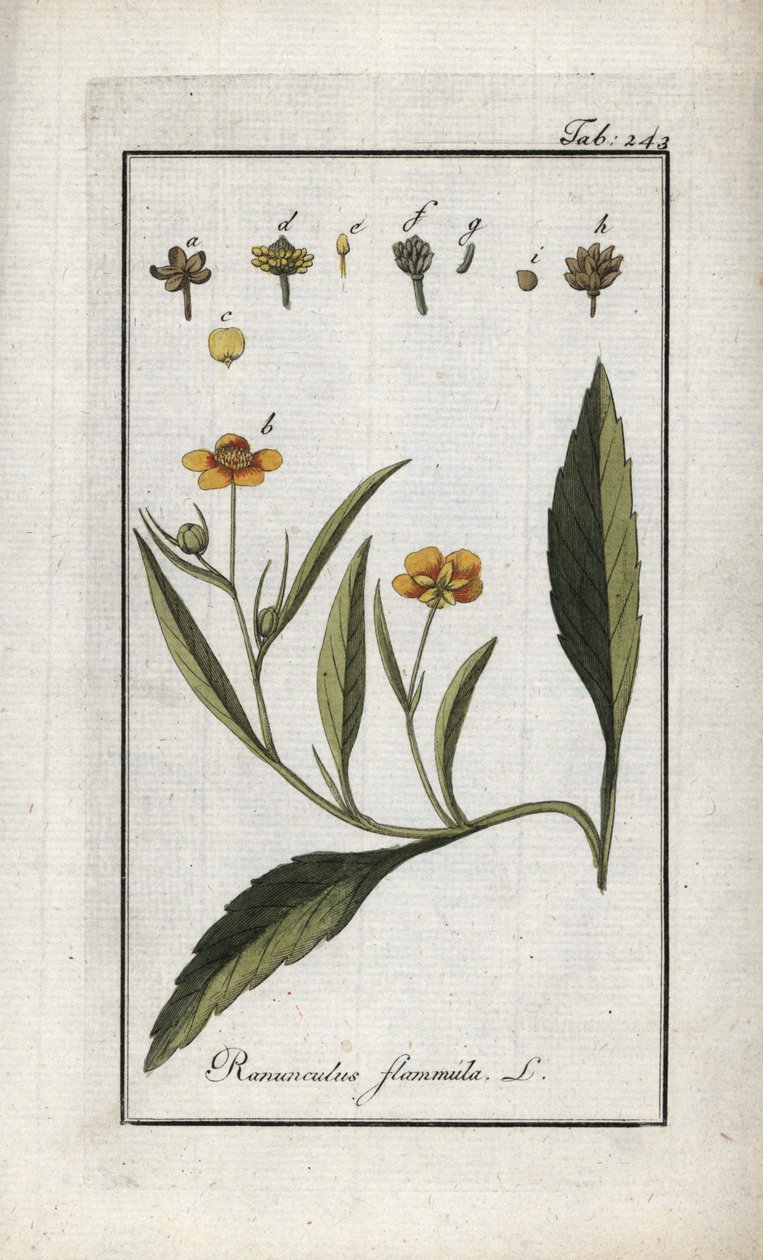 Vlamranonkel of kleine gracht of kleine vlam (Ranunculus flammula). Lithografie uit 